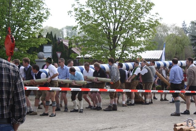 Maibaum 2013